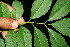  ( - BioBot11173)  @11 [ ] CreativeCommons - Attribution Non-Commercial Share-Alike (2010) Daniel H. Janzen Guanacaste Dry Forest Conservation Fund