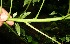  ( - BioBot11174)  @11 [ ] CreativeCommons - Attribution Non-Commercial Share-Alike (2010) Daniel H. Janzen Guanacaste Dry Forest Conservation Fund