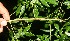  ( - BioBot11198)  @11 [ ] CreativeCommons - Attribution Non-Commercial Share-Alike (2010) Daniel H. Janzen Guanacaste Dry Forest Conservation Fund