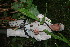  ( - BioBot11217)  @11 [ ] CreativeCommons - Attribution Non-Commercial Share-Alike (2010) Daniel H. Janzen Guanacaste Dry Forest Conservation Fund