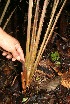  ( - BioBot11217)  @11 [ ] CreativeCommons - Attribution Non-Commercial Share-Alike (2010) Daniel H. Janzen Guanacaste Dry Forest Conservation Fund