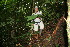  ( - BioBot11218)  @11 [ ] CreativeCommons - Attribution Non-Commercial Share-Alike (2010) Daniel H. Janzen Guanacaste Dry Forest Conservation Fund