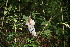  ( - BioBot11219)  @11 [ ] CreativeCommons - Attribution Non-Commercial Share-Alike (2010) Daniel H. Janzen Guanacaste Dry Forest Conservation Fund