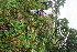  (Calliandra brenesii - BioBot11227)  @11 [ ] CreativeCommons - Attribution Non-Commercial Share-Alike (2010) Daniel H. Janzen Guanacaste Dry Forest Conservation Fund