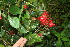  ( - BioBot11227)  @11 [ ] CreativeCommons - Attribution Non-Commercial Share-Alike (2010) Daniel H. Janzen Guanacaste Dry Forest Conservation Fund