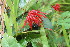  ( - BioBot11228)  @11 [ ] CreativeCommons - Attribution Non-Commercial Share-Alike (2010) Daniel H. Janzen Guanacaste Dry Forest Conservation Fund