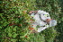  ( - BioBot11228)  @11 [ ] CreativeCommons - Attribution Non-Commercial Share-Alike (2010) Daniel H. Janzen Guanacaste Dry Forest Conservation Fund
