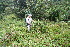  ( - BioBot11229)  @11 [ ] CreativeCommons - Attribution Non-Commercial Share-Alike (2010) Daniel H. Janzen Guanacaste Dry Forest Conservation Fund