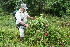  ( - BioBot11229)  @11 [ ] CreativeCommons - Attribution Non-Commercial Share-Alike (2010) Daniel H. Janzen Guanacaste Dry Forest Conservation Fund
