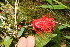  ( - BioBot11229)  @11 [ ] CreativeCommons - Attribution Non-Commercial Share-Alike (2010) Daniel H. Janzen Guanacaste Dry Forest Conservation Fund