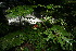  ( - BioBot11242)  @11 [ ] CreativeCommons - Attribution Non-Commercial Share-Alike (2010) Daniel H. Janzen Guanacaste Dry Forest Conservation Fund