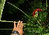  ( - BioBot11242)  @11 [ ] CreativeCommons - Attribution Non-Commercial Share-Alike (2010) Daniel H. Janzen Guanacaste Dry Forest Conservation Fund