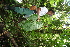  ( - BioBot11243)  @11 [ ] CreativeCommons - Attribution Non-Commercial Share-Alike (2010) Daniel H. Janzen Guanacaste Dry Forest Conservation Fund
