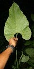  ( - BioBot11243)  @11 [ ] CreativeCommons - Attribution Non-Commercial Share-Alike (2010) Daniel H. Janzen Guanacaste Dry Forest Conservation Fund