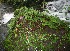  (Pilea ecboliophylla - BioBot11247)  @11 [ ] CreativeCommons - Attribution Non-Commercial Share-Alike (2010) Daniel H. Janzen Guanacaste Dry Forest Conservation Fund