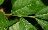  ( - BioBot11250)  @11 [ ] CreativeCommons - Attribution Non-Commercial Share-Alike (2010) Daniel H. Janzen Guanacaste Dry Forest Conservation Fund