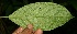  ( - BioBot11273)  @11 [ ] CreativeCommons - Attribution Non-Commercial Share-Alike (2010) Daniel H. Janzen Guanacaste Dry Forest Conservation Fund