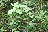  ( - BioBot11274)  @11 [ ] CreativeCommons - Attribution Non-Commercial Share-Alike (2010) Daniel H. Janzen Guanacaste Dry Forest Conservation Fund