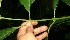  ( - BioBot11274)  @11 [ ] CreativeCommons - Attribution Non-Commercial Share-Alike (2010) Daniel H. Janzen Guanacaste Dry Forest Conservation Fund