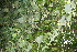  ( - BioBot11275)  @11 [ ] CreativeCommons - Attribution Non-Commercial Share-Alike (2010) Daniel H. Janzen Guanacaste Dry Forest Conservation Fund