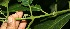  ( - BioBot11275)  @11 [ ] CreativeCommons - Attribution Non-Commercial Share-Alike (2010) Daniel H. Janzen Guanacaste Dry Forest Conservation Fund