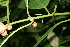  ( - BioBot11275)  @11 [ ] CreativeCommons - Attribution Non-Commercial Share-Alike (2010) Daniel H. Janzen Guanacaste Dry Forest Conservation Fund