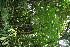  (Dracontium gigas - BioBot11276)  @11 [ ] CreativeCommons - Attribution Non-Commercial Share-Alike (2010) Daniel H. Janzen Guanacaste Dry Forest Conservation Fund