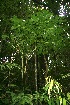  ( - BioBot11276)  @11 [ ] CreativeCommons - Attribution Non-Commercial Share-Alike (2010) Daniel H. Janzen Guanacaste Dry Forest Conservation Fund