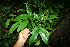  (Cuarea - BioBot11288)  @11 [ ] CreativeCommons - Attribution Non-Commercial Share-Alike (2010) Daniel H. Janzen Guanacaste Dry Forest Conservation Fund