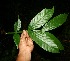  ( - BioBot11288)  @11 [ ] CreativeCommons - Attribution Non-Commercial Share-Alike (2010) Daniel H. Janzen Guanacaste Dry Forest Conservation Fund