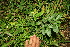  ( - BioBot11291)  @11 [ ] CreativeCommons - Attribution Non-Commercial Share-Alike (2010) Daniel H. Janzen Guanacaste Dry Forest Conservation Fund