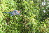  ( - BioBot11313)  @11 [ ] CreativeCommons - Attribution Non-Commercial Share-Alike (2010) Daniel H. Janzen Guanacaste Dry Forest Conservation Fund