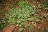 (Richardia - BioBot11340)  @11 [ ] CreativeCommons - Attribution Non-Commercial Share-Alike (2010) Daniel H. Janzen Guanacaste Dry Forest Conservation Fund