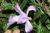  (Sobralia A.Guadamuz267 - BioBot11343)  @11 [ ] CreativeCommons - Attribution Non-Commercial Share-Alike (2010) Daniel H. Janzen Guanacaste Dry Forest Conservation Fund