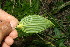  ( - BioBot11343)  @11 [ ] CreativeCommons - Attribution Non-Commercial Share-Alike (2010) Daniel H. Janzen Guanacaste Dry Forest Conservation Fund