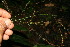  ( - BioBot11350)  @11 [ ] CreativeCommons - Attribution Non-Commercial Share-Alike (2010) Daniel H. Janzen Guanacaste Dry Forest Conservation Fund