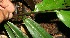  ( - BioBot11350)  @11 [ ] CreativeCommons - Attribution Non-Commercial Share-Alike (2010) Daniel H. Janzen Guanacaste Dry Forest Conservation Fund