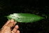  ( - BioBot11350)  @11 [ ] CreativeCommons - Attribution Non-Commercial Share-Alike (2010) Daniel H. Janzen Guanacaste Dry Forest Conservation Fund