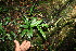  ( - BioBot11351)  @11 [ ] CreativeCommons - Attribution Non-Commercial Share-Alike (2010) Daniel H. Janzen Guanacaste Dry Forest Conservation Fund