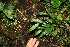  ( - BioBot11352)  @11 [ ] CreativeCommons - Attribution Non-Commercial Share-Alike (2010) Daniel H. Janzen Guanacaste Dry Forest Conservation Fund