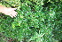  ( - BioBot11357)  @11 [ ] CreativeCommons - Attribution Non-Commercial Share-Alike (2010) Daniel H. Janzen Guanacaste Dry Forest Conservation Fund