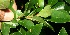  ( - BioBot11357)  @11 [ ] CreativeCommons - Attribution Non-Commercial Share-Alike (2010) Daniel H. Janzen Guanacaste Dry Forest Conservation Fund