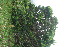  ( - BioBot11358)  @11 [ ] CreativeCommons - Attribution Non-Commercial Share-Alike (2010) Daniel H. Janzen Guanacaste Dry Forest Conservation Fund