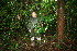  ( - BioBot11375)  @11 [ ] CreativeCommons - Attribution Non-Commercial Share-Alike (2010) Daniel H. Janzen Guanacaste Dry Forest Conservation Fund