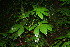  (Cecropia insignis - BioBot11386)  @11 [ ] CreativeCommons - Attribution Non-Commercial Share-Alike (2010) Daniel H. Janzen Guanacaste Dry Forest Conservation Fund