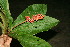  (Ardisia wedelii - BioBot11400)  @11 [ ] CreativeCommons - Attribution Non-Commercial Share-Alike (2010) Daniel H. Janzen Guanacaste Dry Forest Conservation Fund