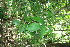  ( - BioBot11489)  @11 [ ] CreativeCommons - Attribution Non-Commercial Share-Alike (2010) Daniel H. Janzen Guanacaste Dry Forest Conservation Fund
