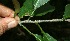  (Zanthoxylum - BioBot11504)  @11 [ ] CreativeCommons - Attribution Non-Commercial Share-Alike (2010) Daniel H. Janzen Guanacaste Dry Forest Conservation Fund