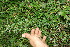  (Schwenckia - BioBot11520)  @11 [ ] CreativeCommons - Attribution Non-Commercial Share-Alike (2010) Daniel H. Janzen Guanacaste Dry Forest Conservation Fund