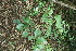  ( - BioBot11521)  @11 [ ] CreativeCommons - Attribution Non-Commercial Share-Alike (2010) Daniel H. Janzen Guanacaste Dry Forest Conservation Fund